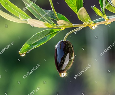 Το λάδι στην Μεσόγειο